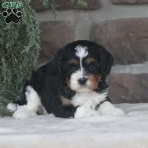 Coco, Cavapoo Puppy